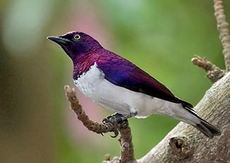 Plum-coloured Starling