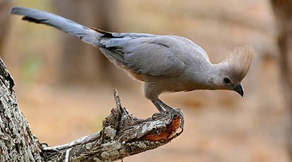 Southern Grey Go-away bird