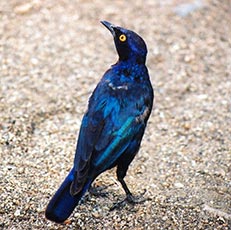 Cape Glossy Starling