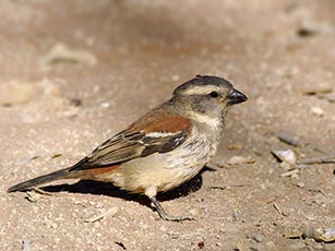 Cape Sparrow