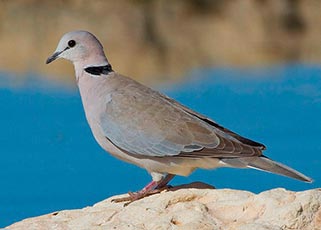 Cape Turtle Dove