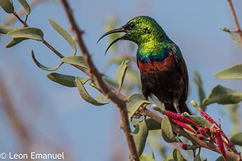 Marico Sunbird