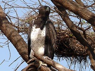 Martial Eagle