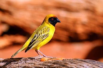 Masked Weaver