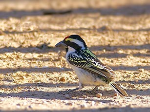 Pied Barbet