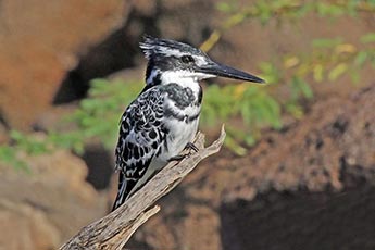 Pied Kingfisher