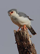 Pygmy Falcon