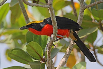 Puffback (Bushshrike)