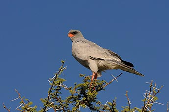 Pale Chanting Goshawk