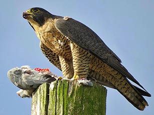 Peregrine Falcon