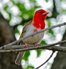 Red-headed Weaver