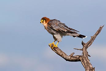 Red-necked Falcon