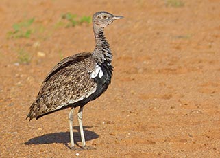 Red-crested korhaan