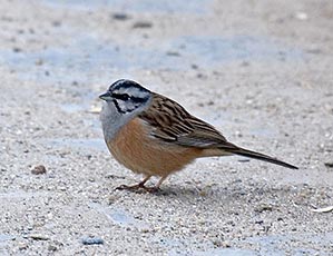 Rock Bunting