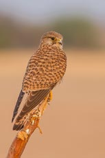 Rock Kestrel (Common kestrel)