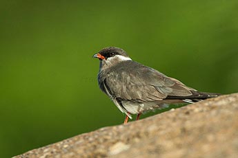 Rock Pratincole