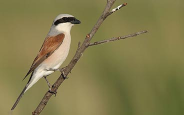 Red-backed Shrike