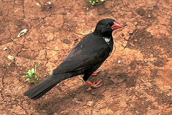 Red-billed Buffalo Weaver