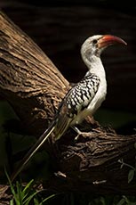 Red-billed Hornbill