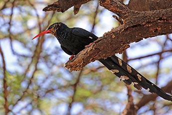 Red-billed Woodhoopoe (Green wood hoopoe)