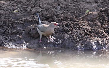 Red-faced Mousebird