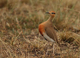 Temminck's courser