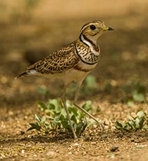 Three-banded Courser